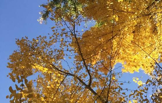 北京工商登記注冊公司的程序如何操作？